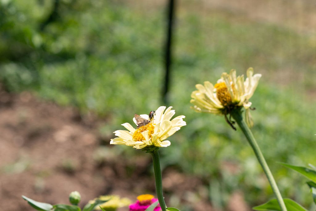 yellow flowers