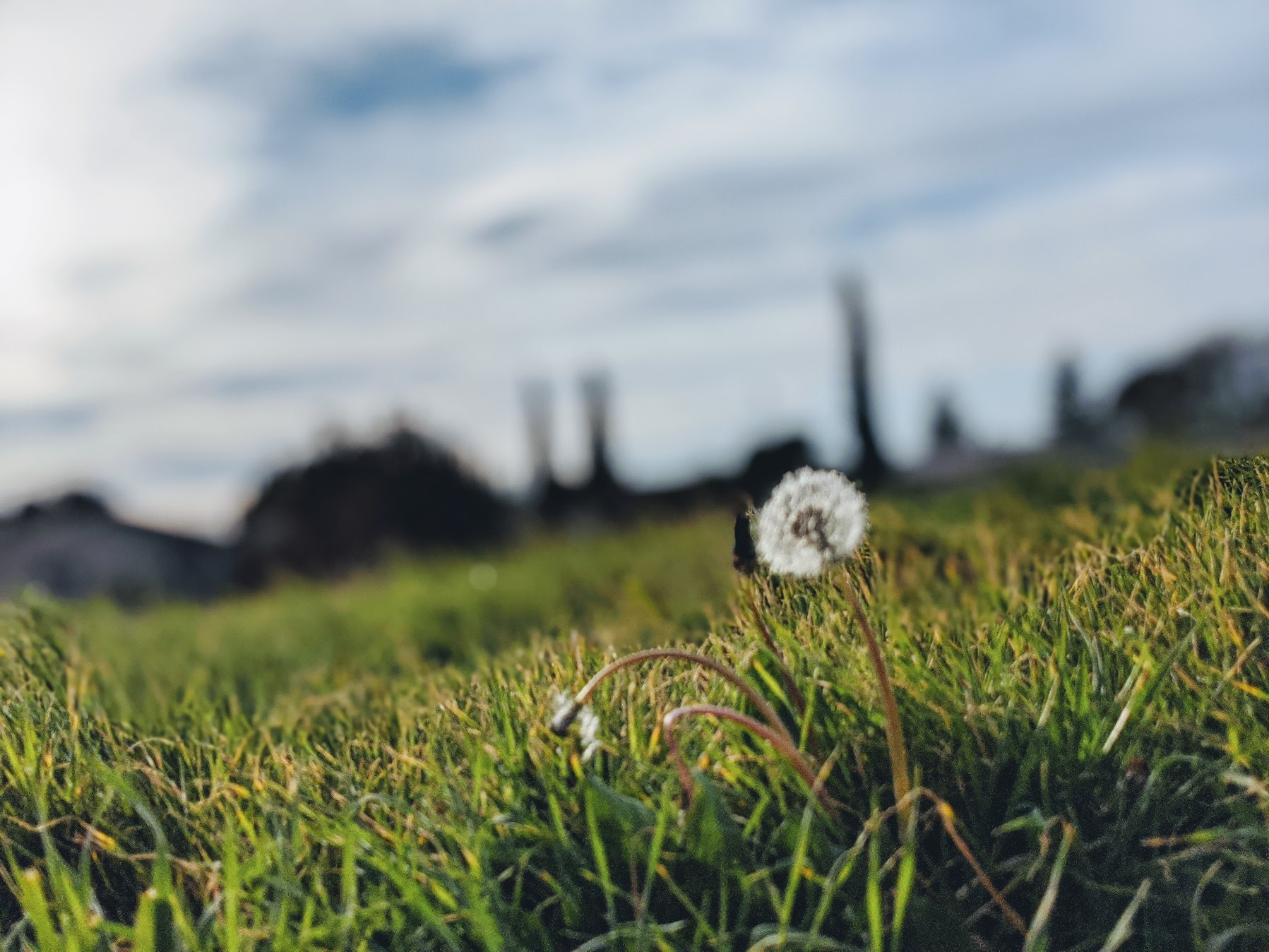 dandelion