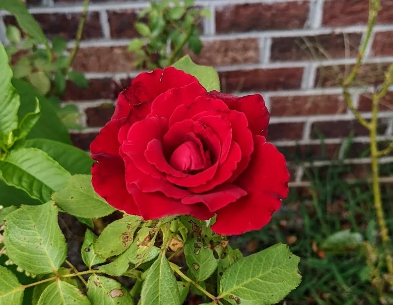 red rose on brick wall