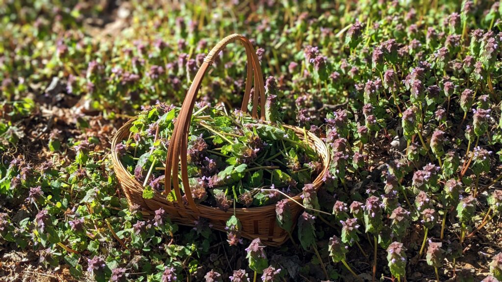 purple dead nettle flowers in basket