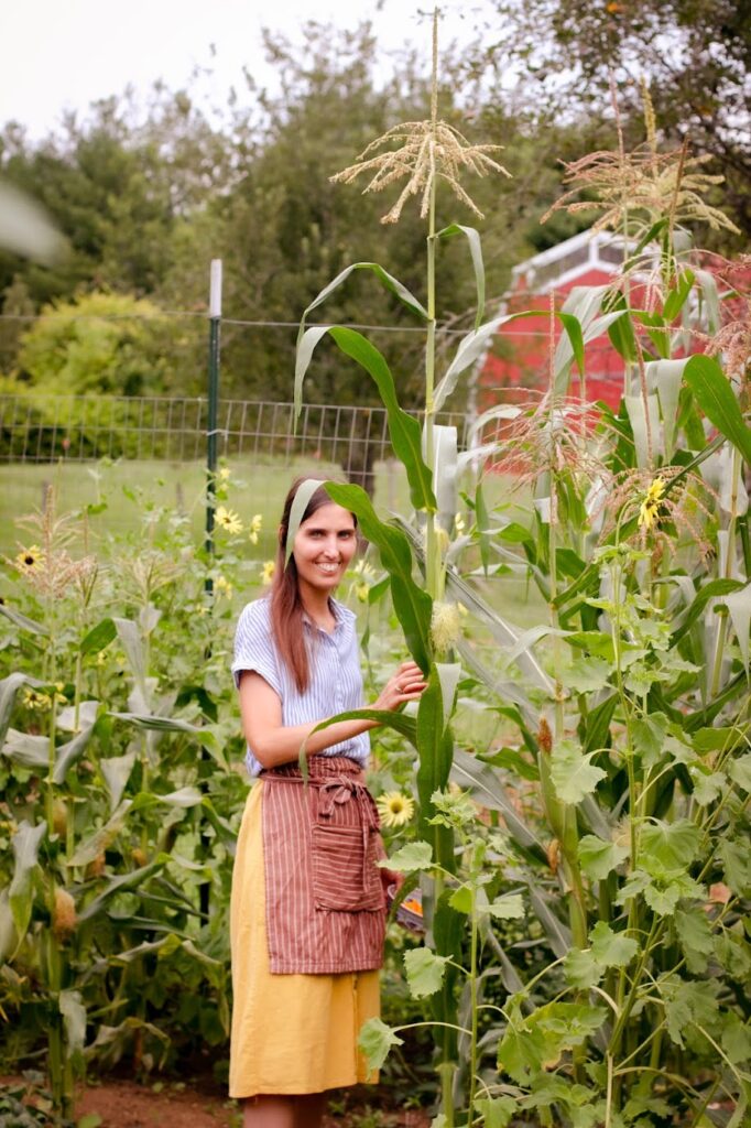 picking sunflowers in garden