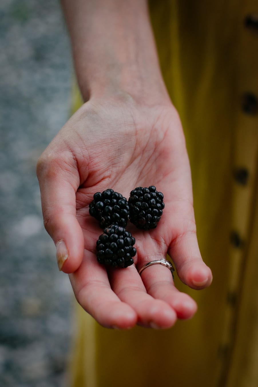 picking blackberries