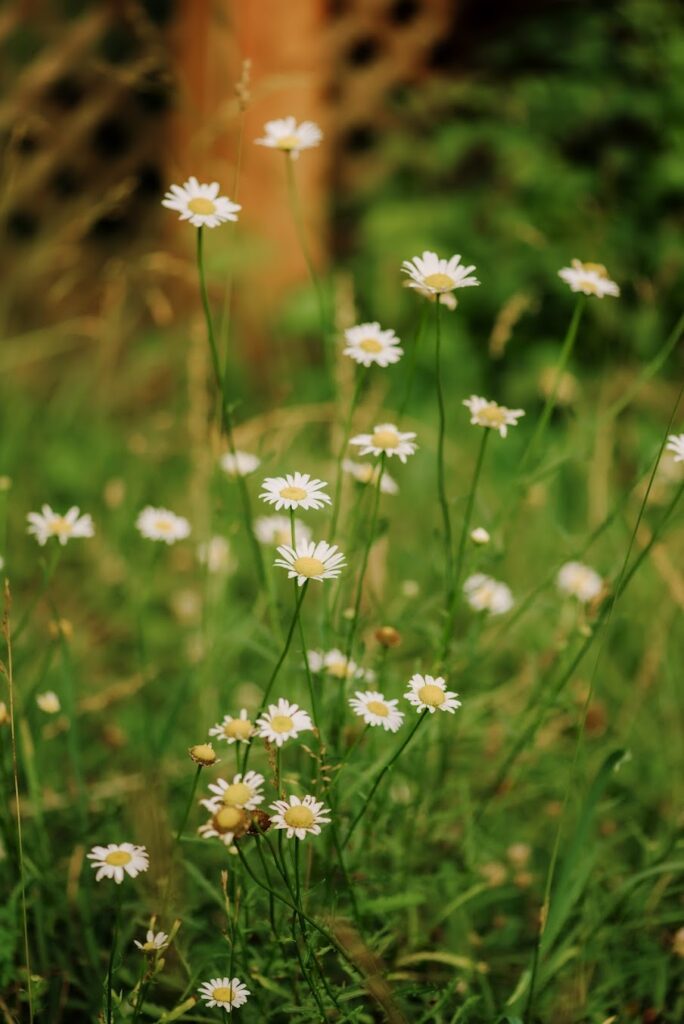 daisies in a field