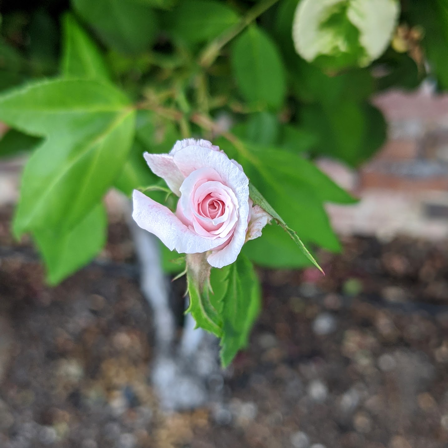 tiny rose bud