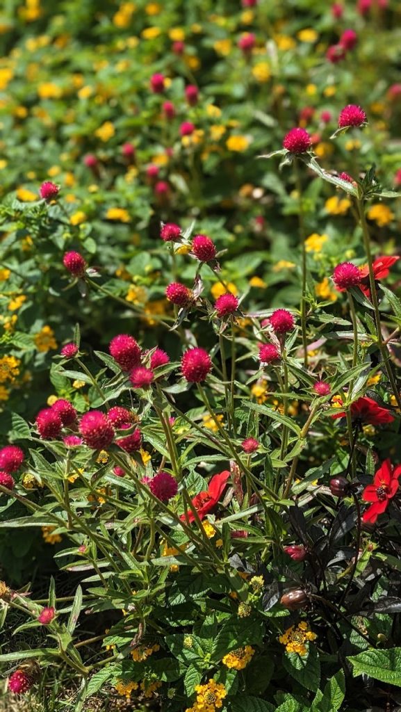 Globe Amaranth Flowers