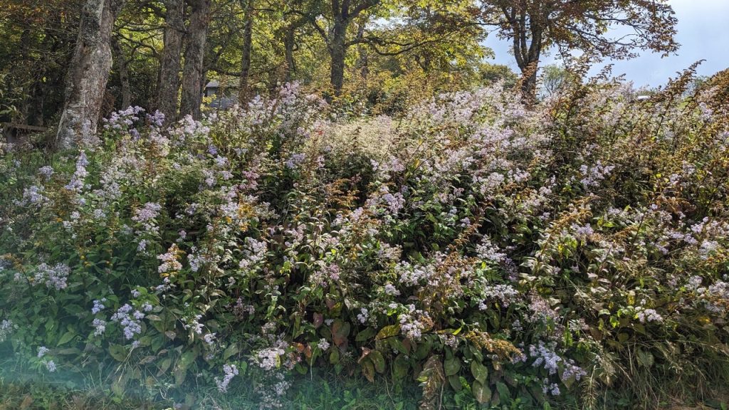 Wildflowers in Asheville