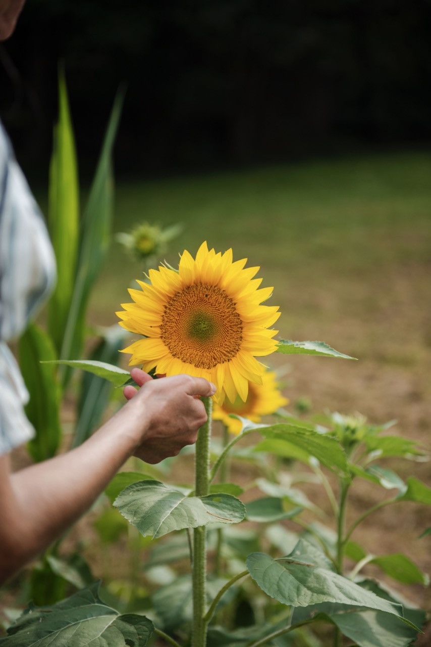 picture of a woman holding a sunflower